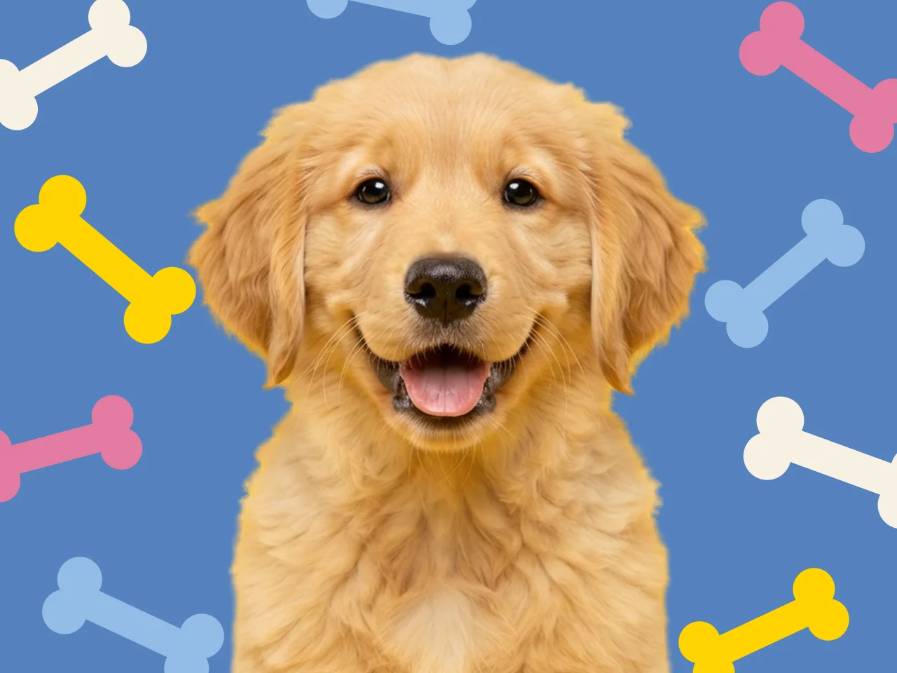 Photo d'un chiot golden retriever sur un fond bleu parsemé d'os colorés